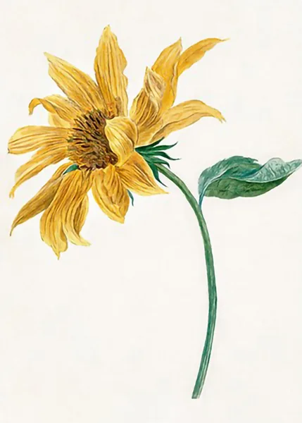 Branch-with-a-sunflower-by-Michiel-van-Huysum