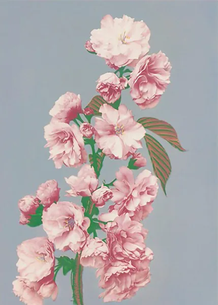 Cherry-Blossom-by-Ogawa-Kazumasa