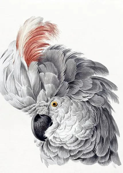 Cockatoo-Head-by-Aert-Schouman