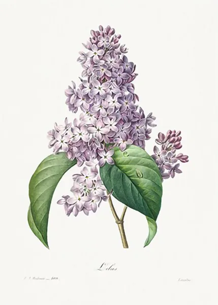 Lilac-by-Pierre-Joseph-Redoute