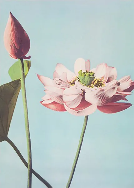 Lotus-Flowers-by-Ogawa-Kazumasa