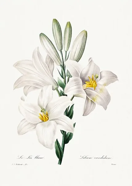 Madonna-Lily-from-Choix-des-plus-belles-fleurs-by-Pierre-Joseph-Redoute