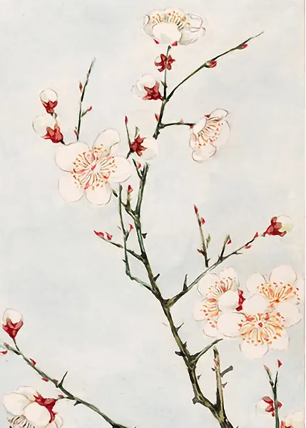 Plum-branches-with-blossoms-during-by-Megata-Morikaga