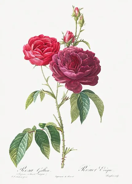 Purple-French-Rose-Rosa-gallica-purpuro-violacea-magna-from-Les-Roses-by-Pierre-Joseph-Redoute