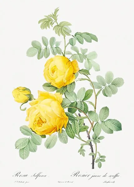 Rosa-hemisphaerica-also-known-as-Yellow-Rose-of-Sulfur-Rosa-sulfurea-from-Les-Roses-by-Pierre-Joseph-Redoute