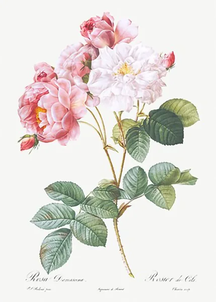 Rosa-x-damascena-Rosebush-Rosa-damascena-from-Les-Roses-by-Pierre-Joseph-Redoute
