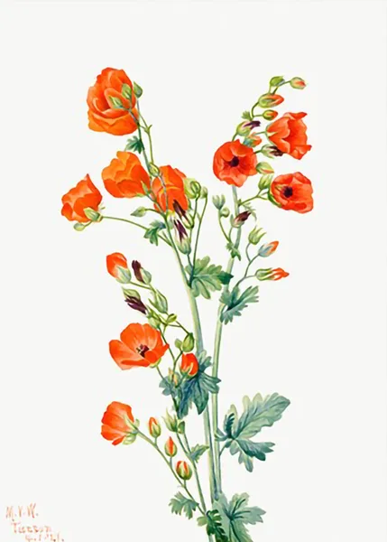 Scarlet-Globe-Mallow-Sphaeralcea-grossulariaefolia-by-Mary-Vaux-Walcott