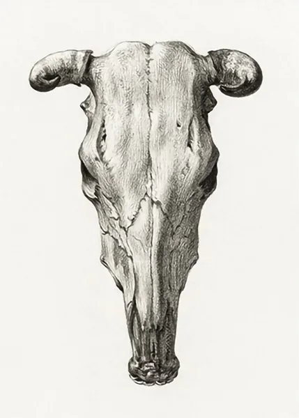 Skull-of-a-Cow-by-Jean-Bernard