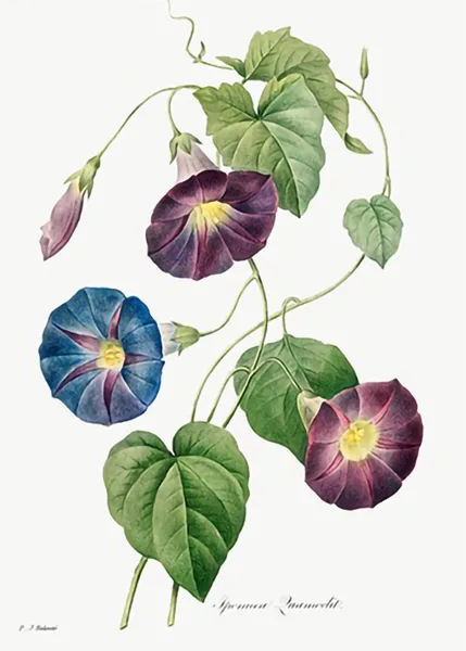 Starbglory-Morning-glory-by-Pierre-Joseph-Redoute-and-Henry-Joseph-Redoute