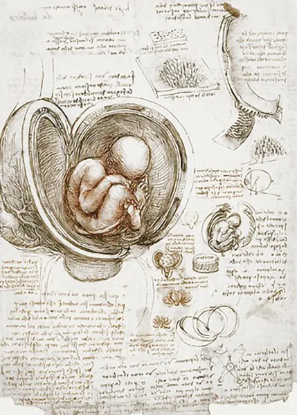 Studies-of-the-Foetus-in-the-Womb-by-Leonardo-da-Vinci-R