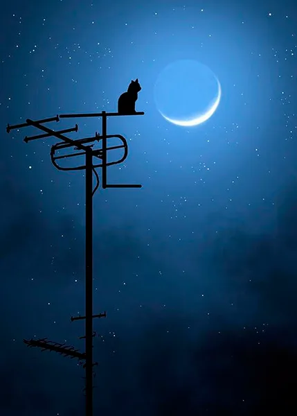 Gece ve Kedinin Sessiz Bekleyişi