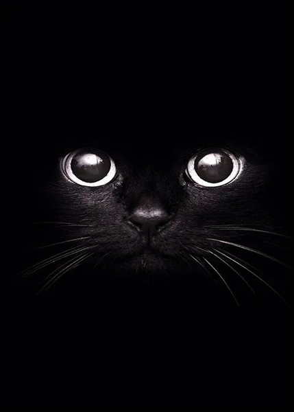 Gizemli Siyah Kedi