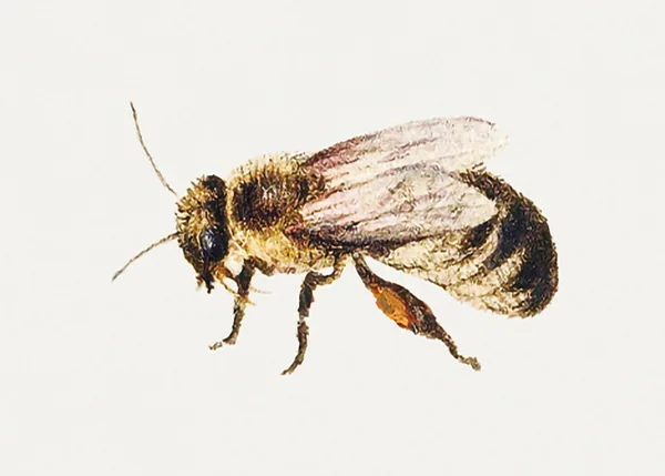 Bee-from-Sheet-of-Studies-of-Nine-Insects-by-Jan-van-Kessel