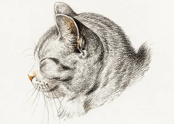 Sketch-of-a-cat-by-Jean-Bernard