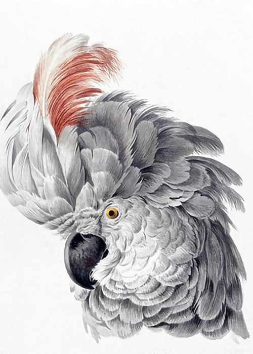 Cockatoo-Head-by-Aert-Schouman