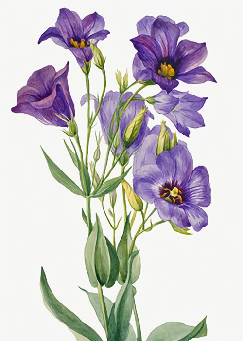 Eustoma-russelianum-by-Mary-Vaux-Walcott
