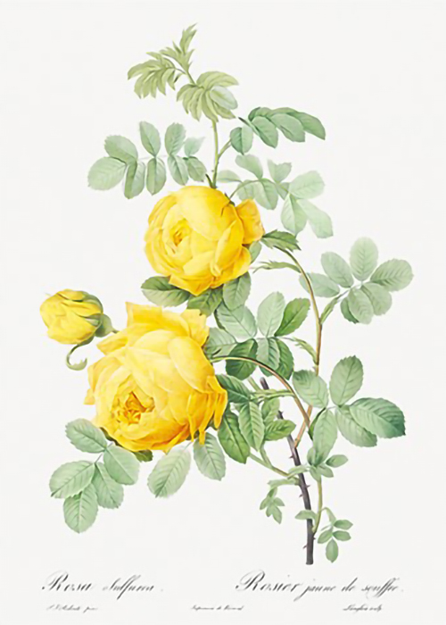 Rosa-hemisphaerica-also-known-as-Yellow-Rose-of-Sulfur-Rosa-sulfurea-from-Les-Roses-by-Pierre-Joseph-Redoute