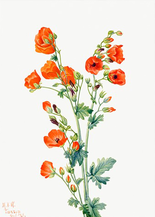 Scarlet-Globe-Mallow-Sphaeralcea-grossulariaefolia-by-Mary-Vaux-Walcott