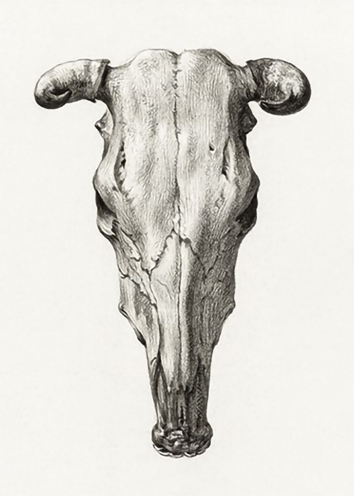 Skull-of-a-Cow-by-Jean-Bernard