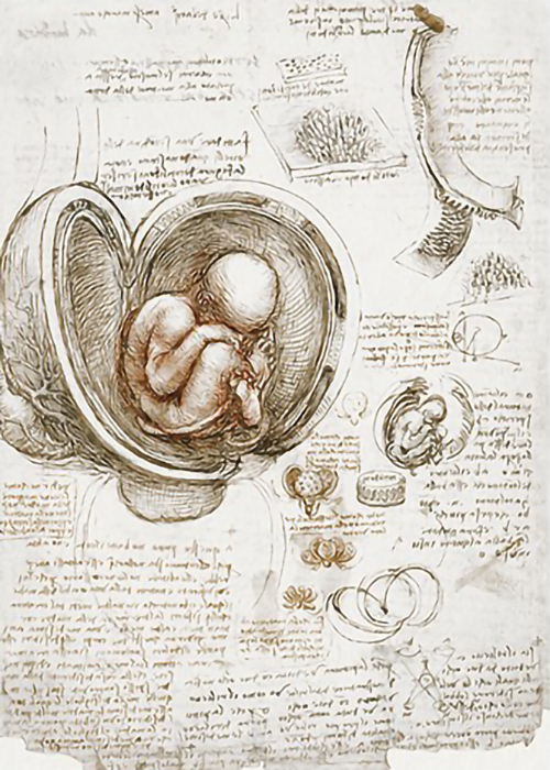 Studies-of-the-Foetus-in-the-Womb-by-Leonardo-da-Vinci-R