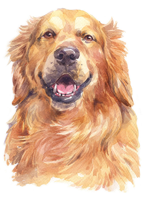 Neşeli Golden Retriever