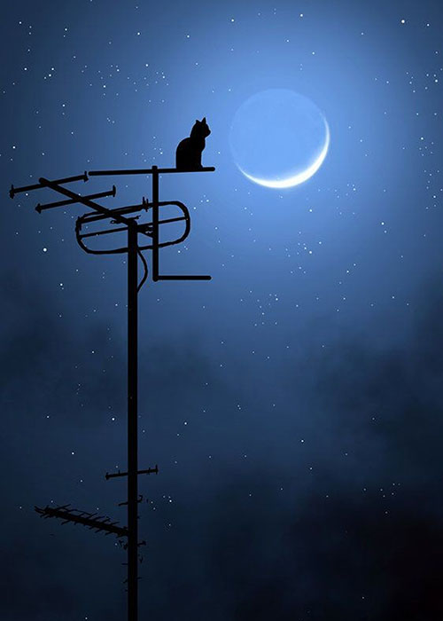 Gece ve Kedinin Sessiz Bekleyişi