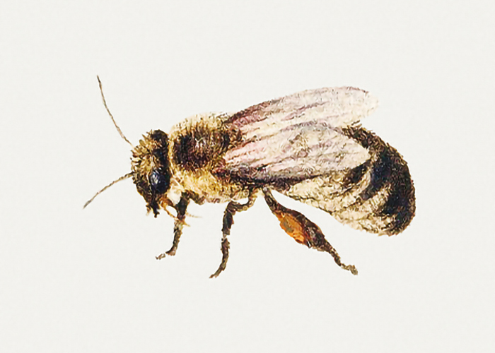 Bee-from-Sheet-of-Studies-of-Nine-Insects-by-Jan-van-Kessel