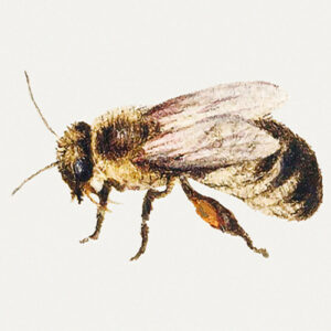 Bee-from-Sheet-of-Studies-of-Nine-Insects-by-Jan-van-Kessel